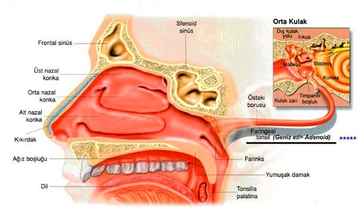 Geniz Akıntısı Belirtileri ve Tedavisi